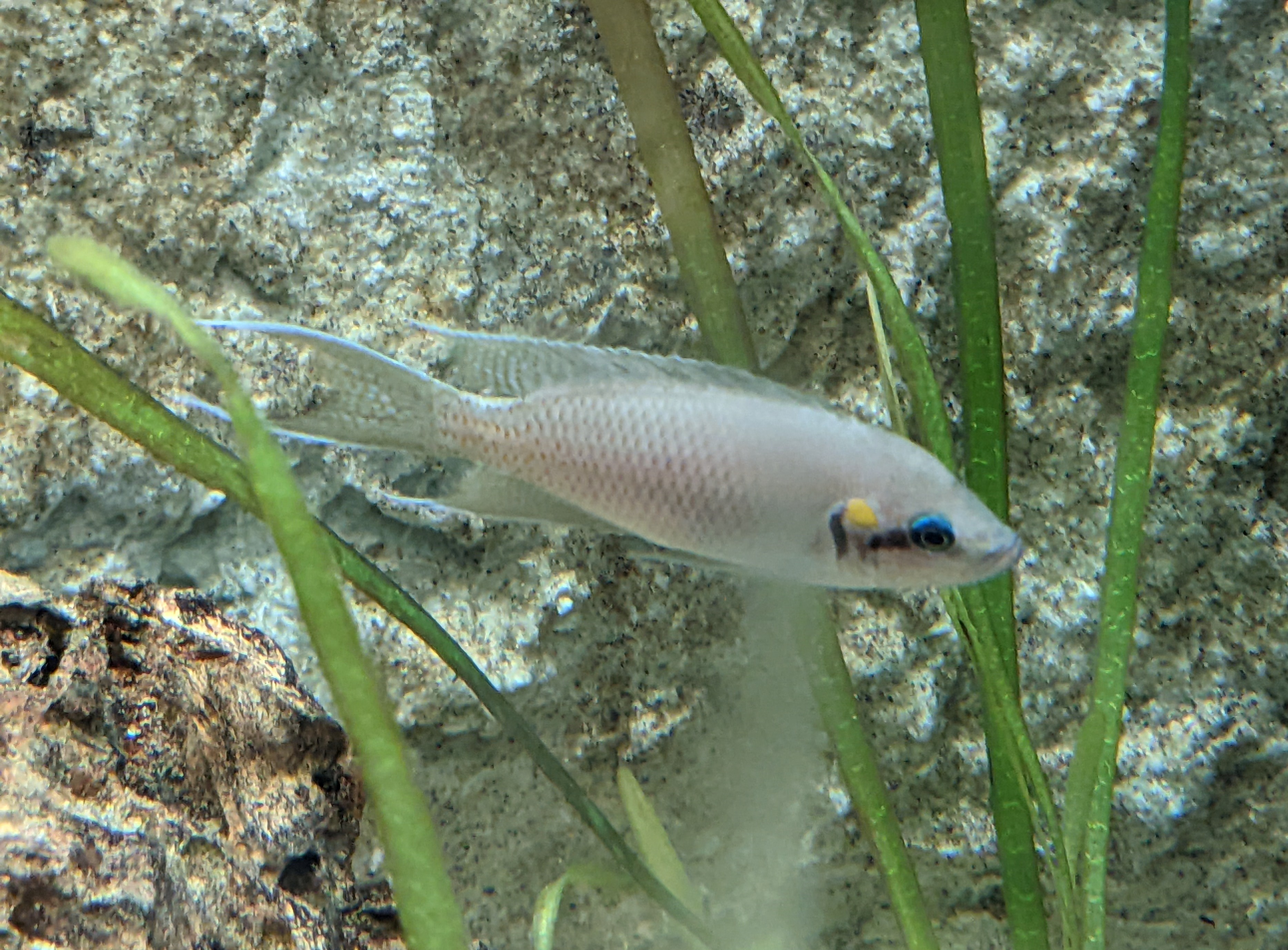 A Neolamprologus brichardi fairy cichlid with trailing finnage over rockwork