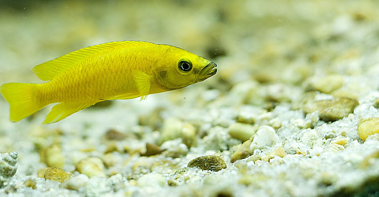A bright yellow lemon cichlid, Neolamprologus leleupi, over rockwork