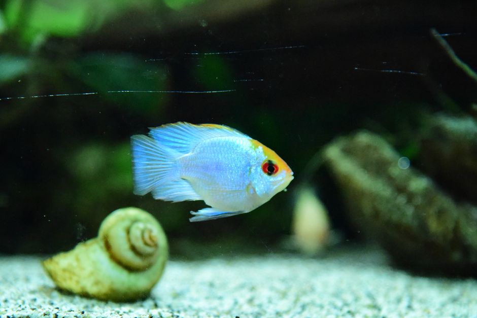 A small striped Tanganyikan shell-dwelling cichlid over sand