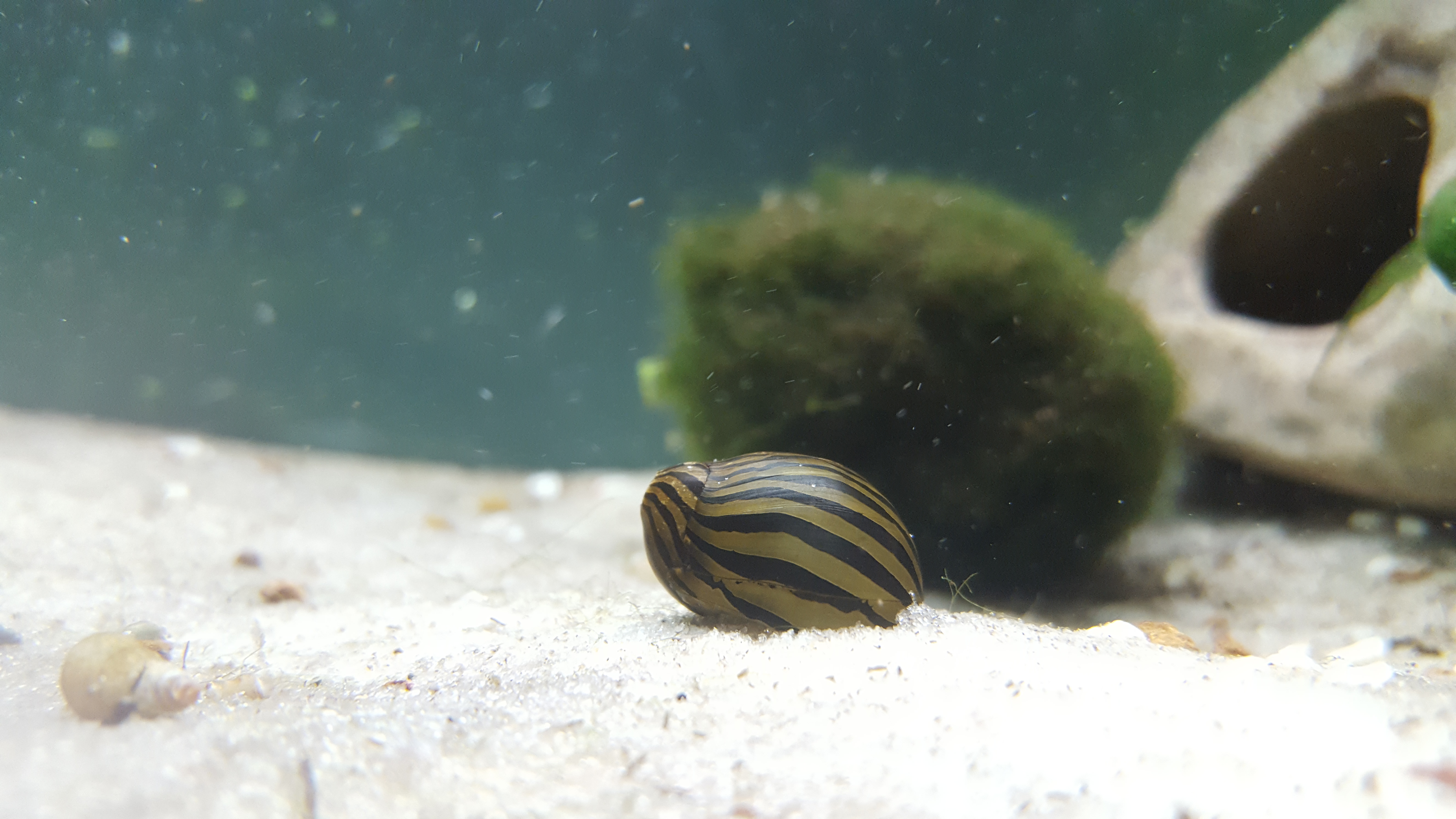 A zebra nerite snail grazing on aquarium glass