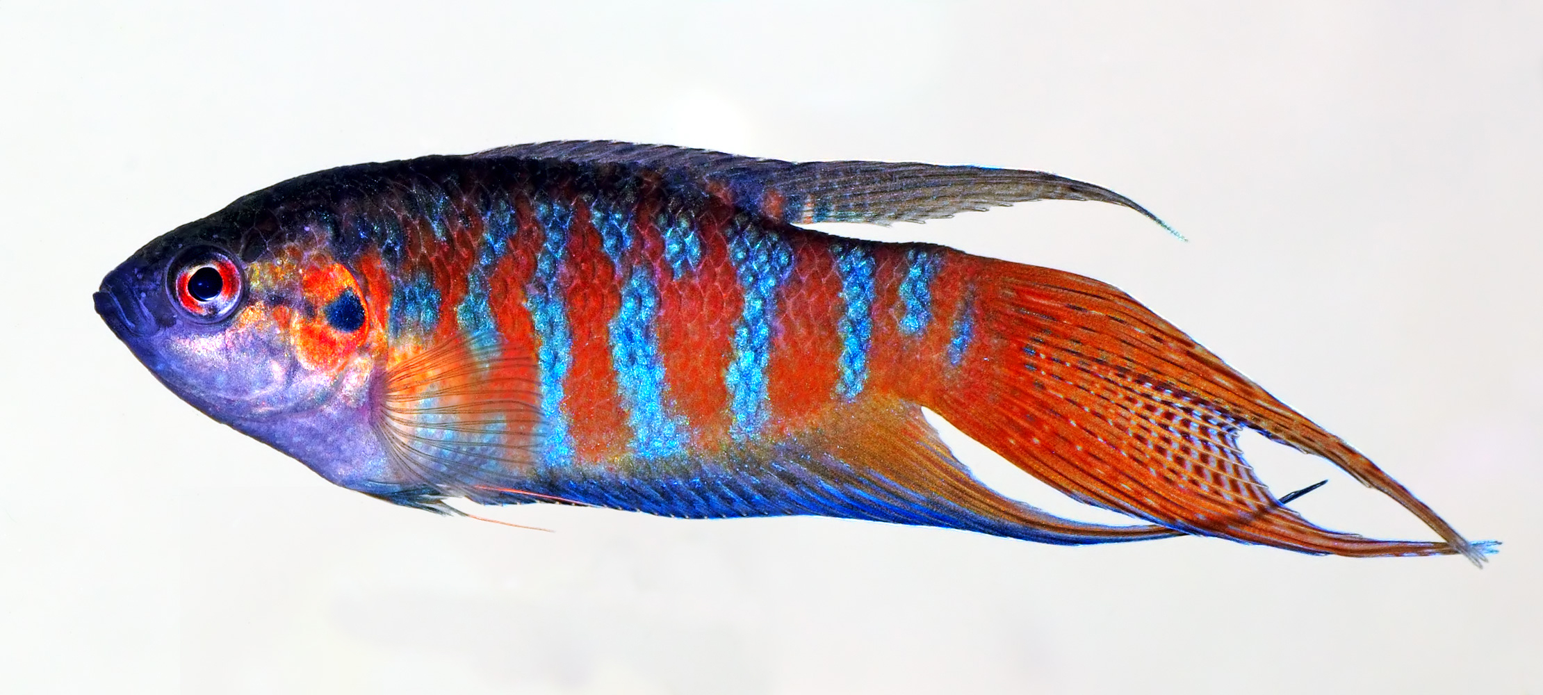 A male paradise fish, Macropodus opercularis, showing its red and blue barred colouring