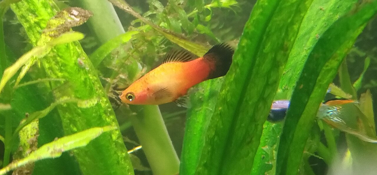 Colourful platy fish swimming in a planted aquarium