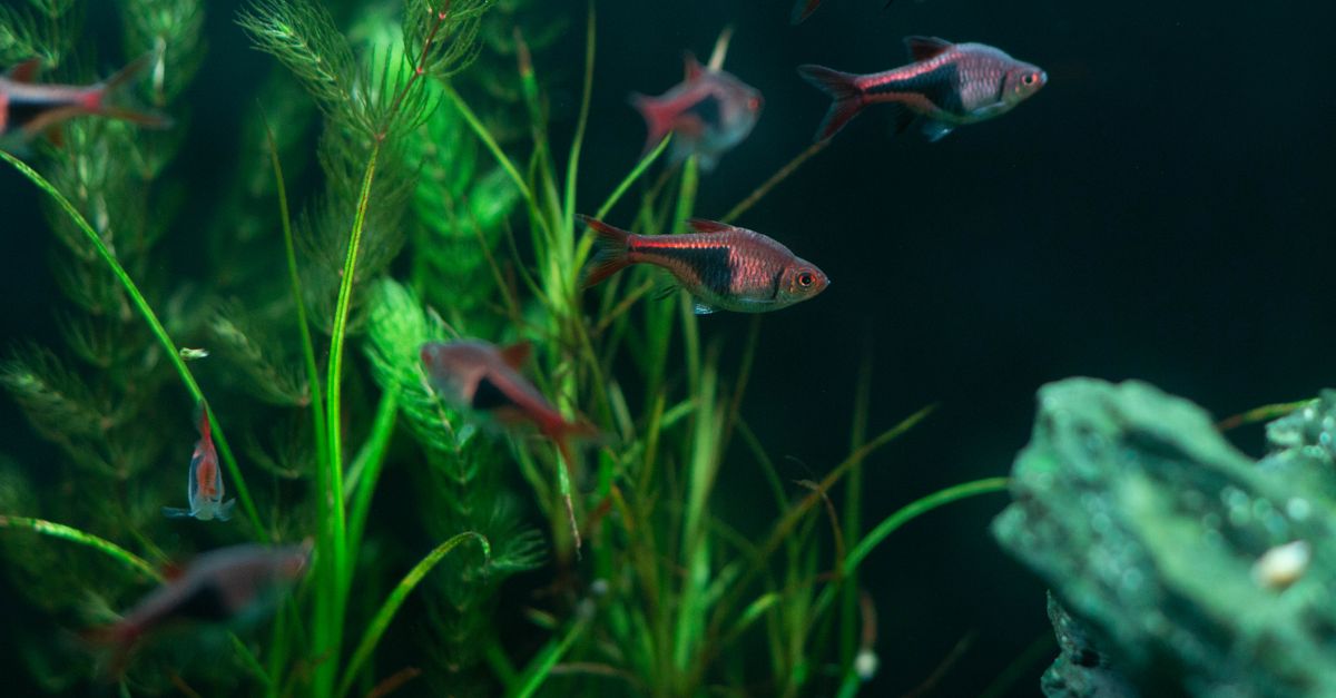 Fish in a planted freshwater tank