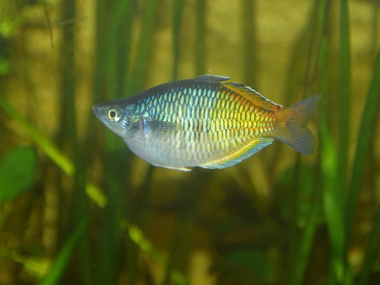 A male Boeseman's rainbowfish, Melanotaenia boesemani, showing blue and orange colour