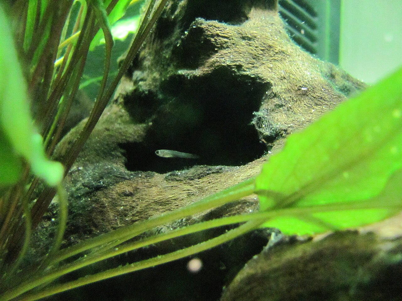A young guppy showing early colour, grown on in a planted tank