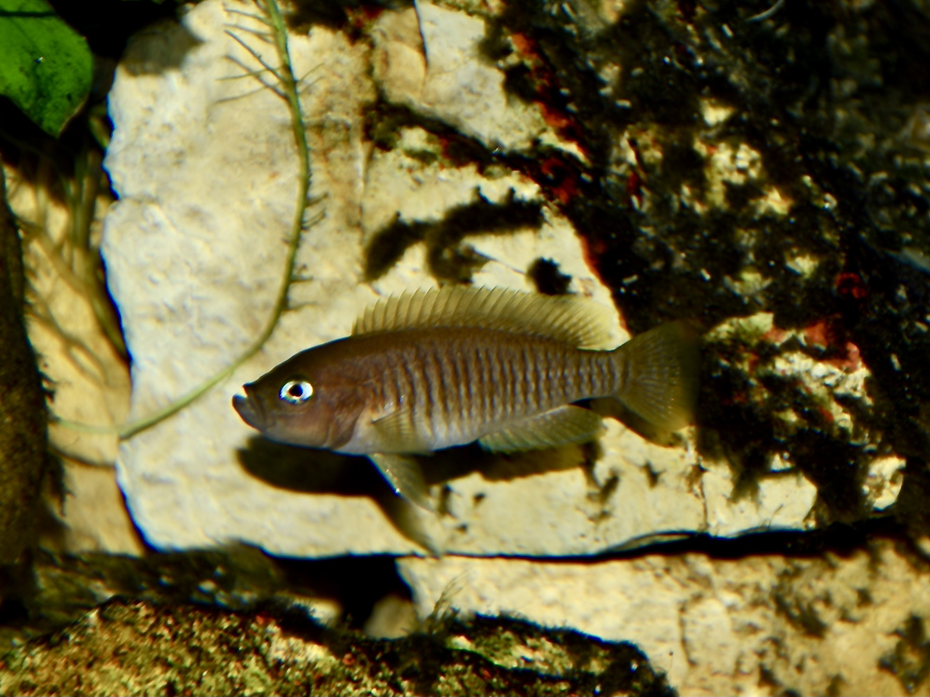 A Neolamprologus cichlid from Lake Tanganyika among pale rockwork in an aquarium