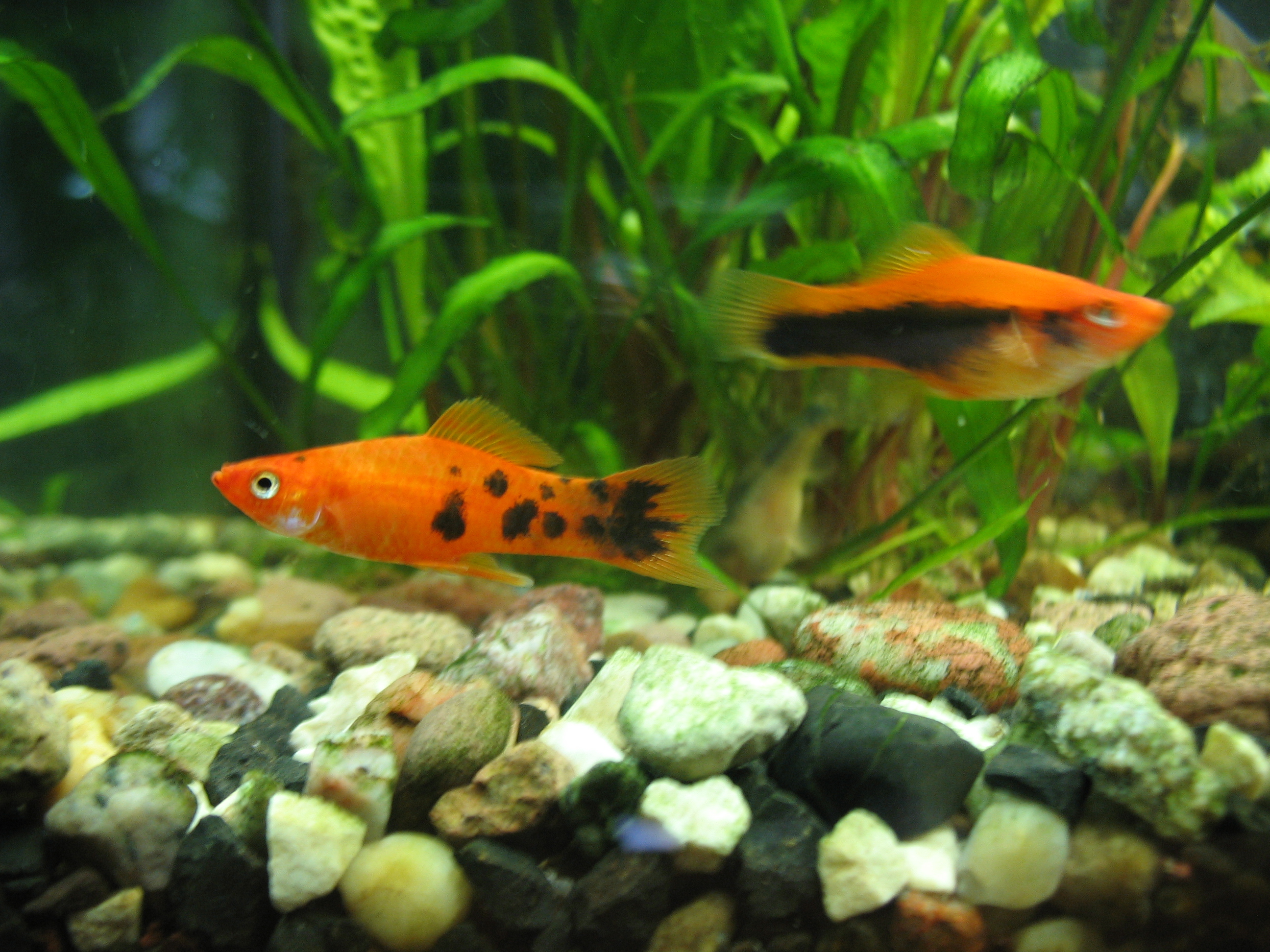 A male and female swordtail, the male showing the long sword extending from his tail