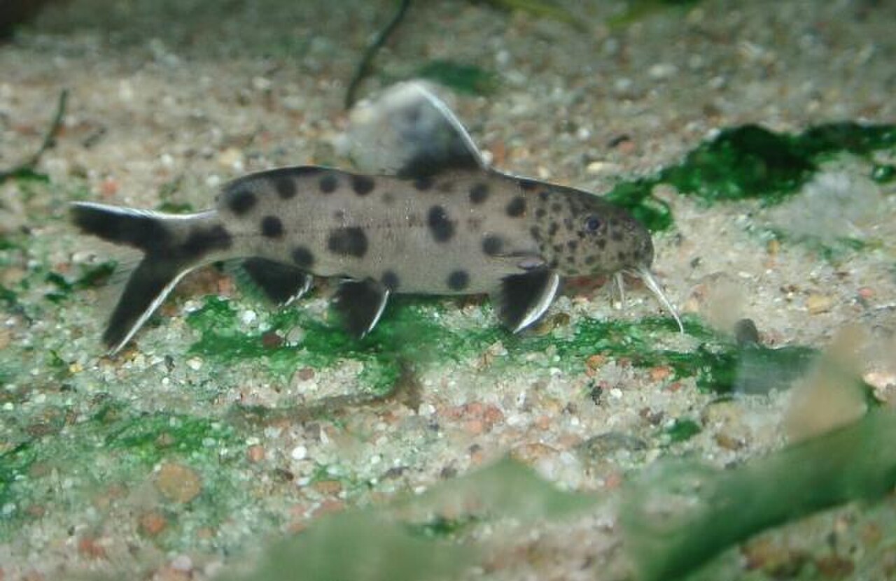 A spotted dwarf Synodontis petricola catfish resting on rock