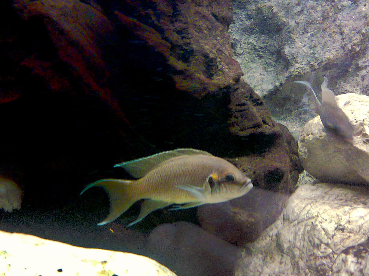 A Neolamprologus cichlid over rockwork in a Lake Tanganyika aquarium