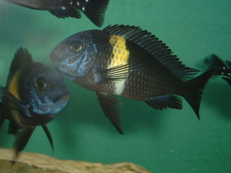 A Tropheus duboisi cichlid grazing over rockwork in an aquarium