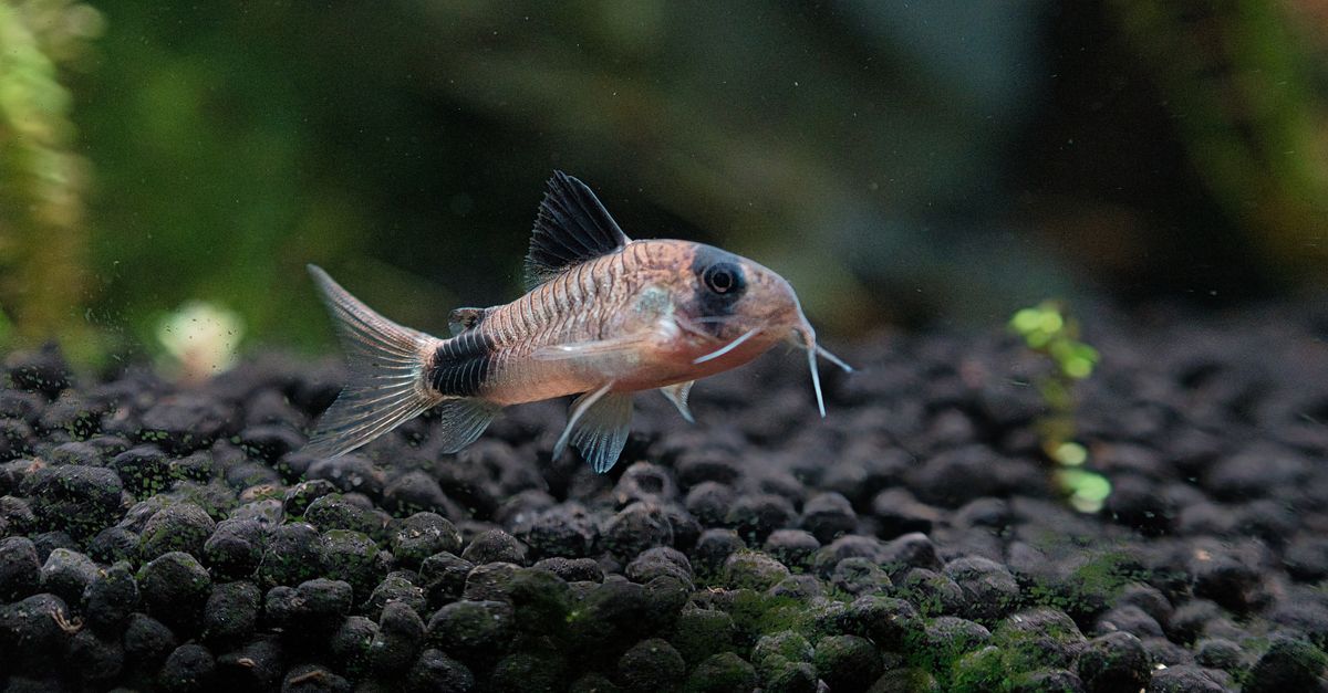 A freshwater aquarium with a natural gravel substrate