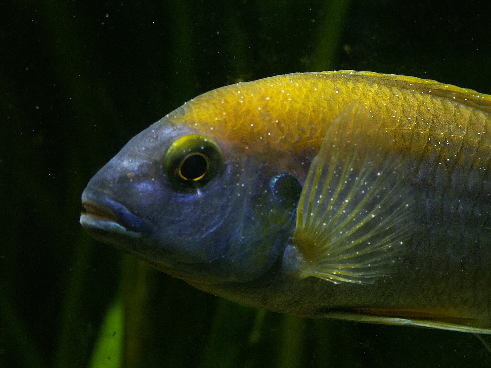 Aquarium fish covered in the white spots of ich infection