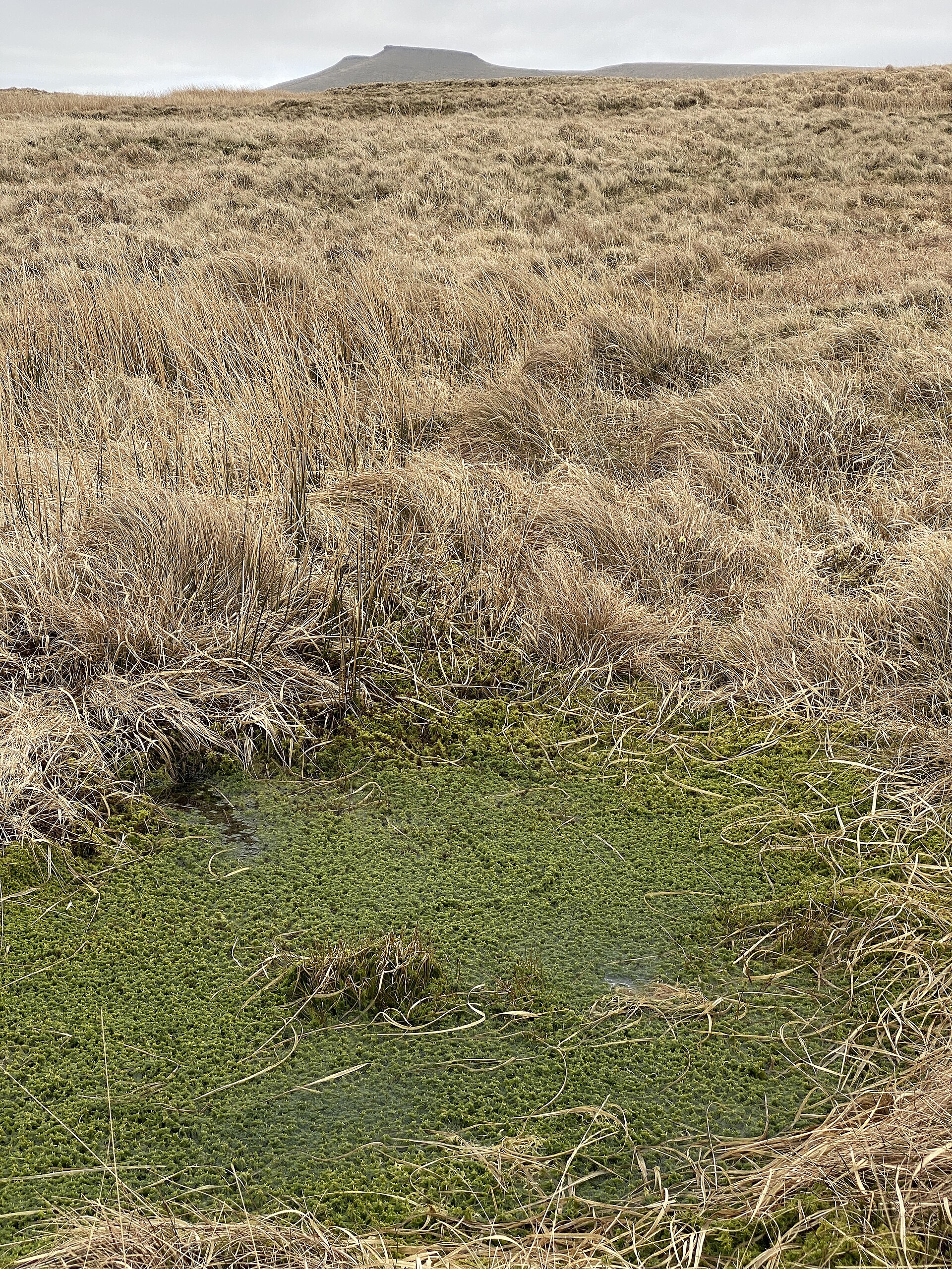 Water turned pea-green by a bloom of suspended algae