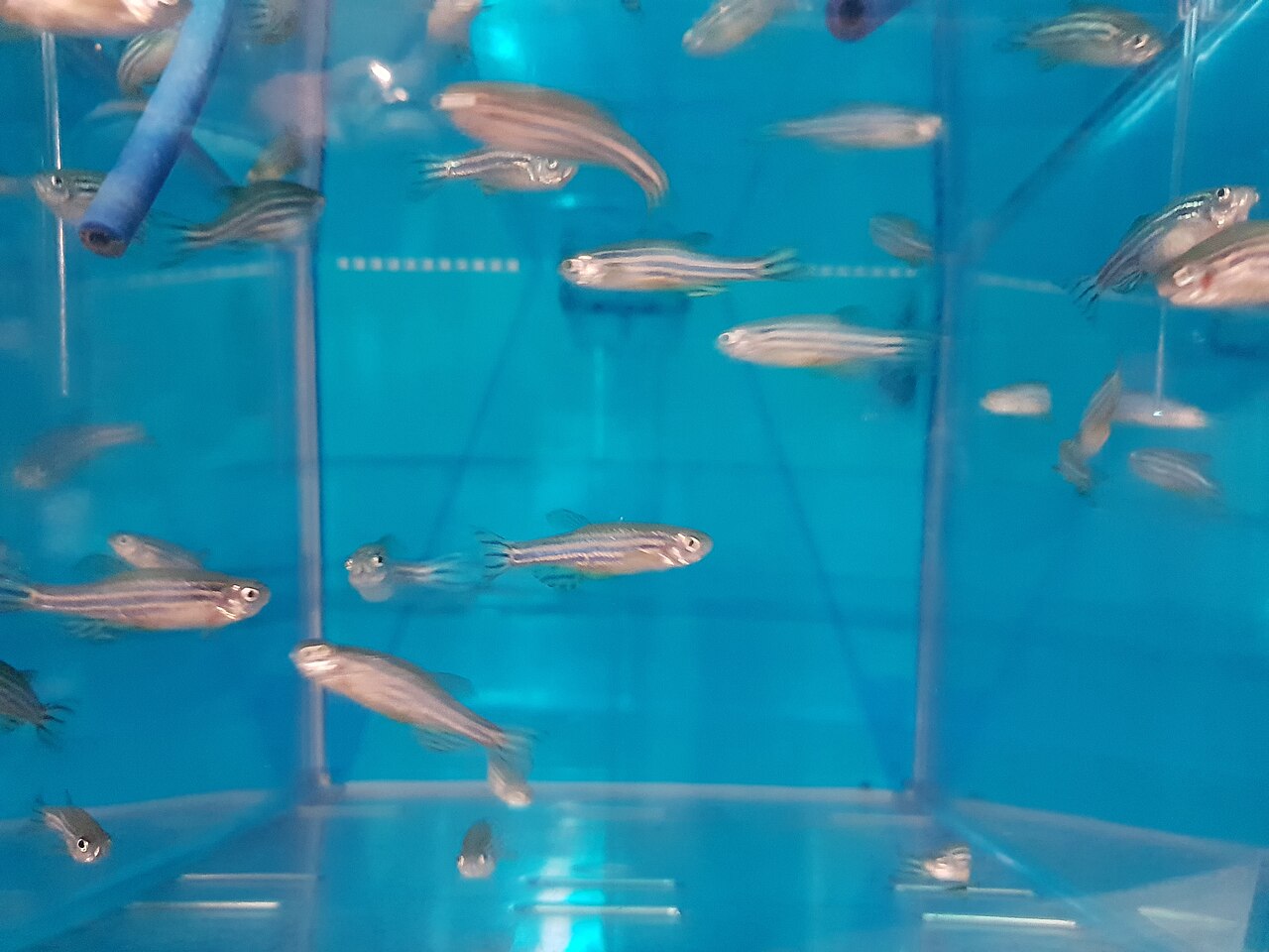 Shoal of striped zebra danios swimming together in an aquarium